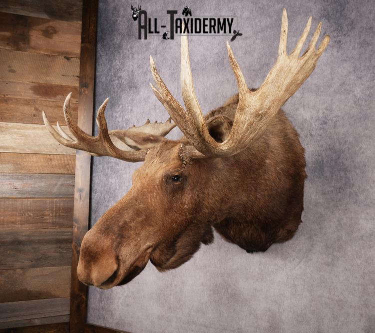 Alaskan Moose SKU 3000 - Image 15