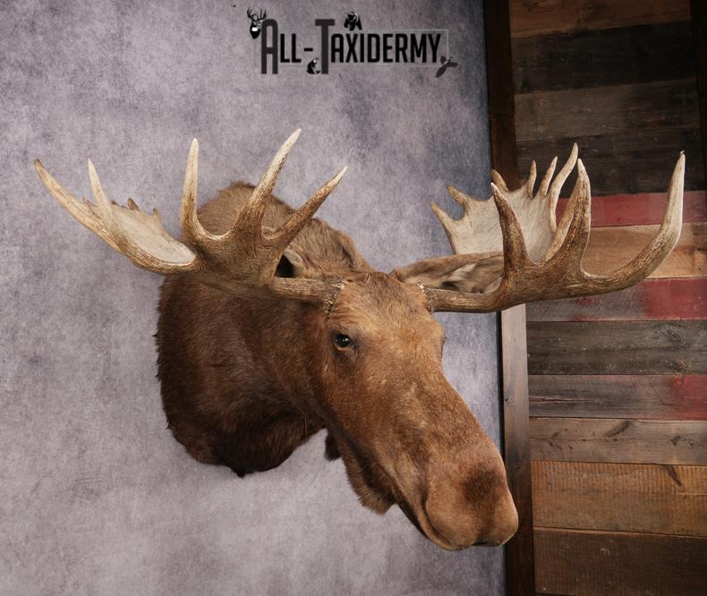 Alaskan Moose SKU 3000 - Image 14