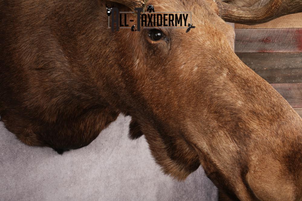 Alaskan Moose SKU 3000 - Image 13