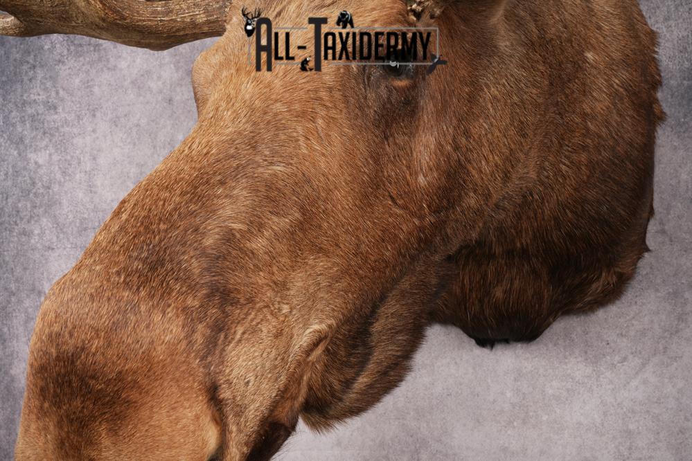 Alaskan Moose SKU 3000 - Image 12
