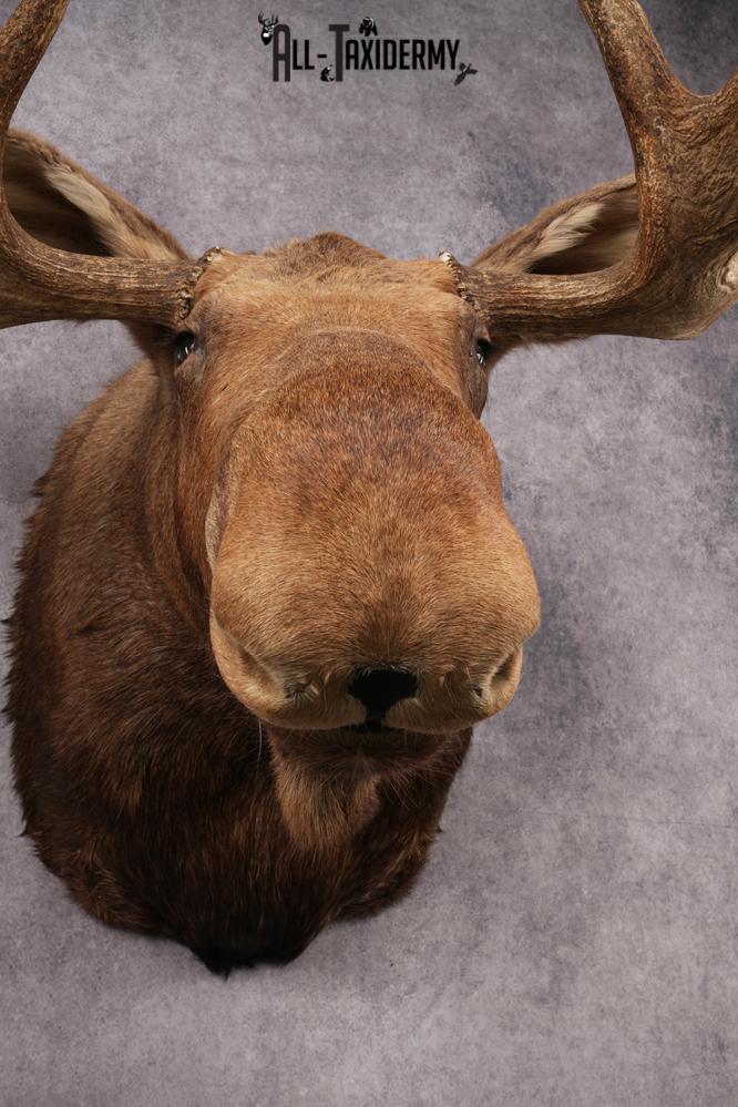 Alaskan Moose SKU 3000 - Image 11