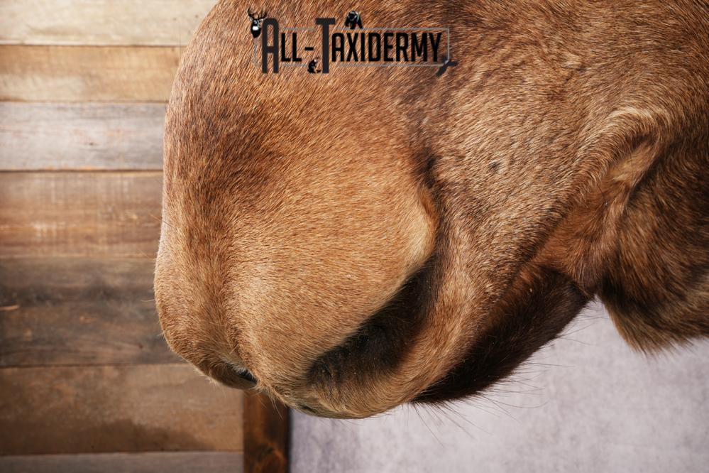 Alaskan Moose SKU 3000 - Image 10