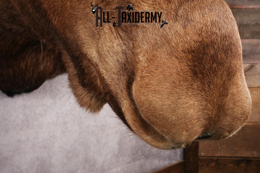 Alaskan Moose SKU 3000 - Image 9