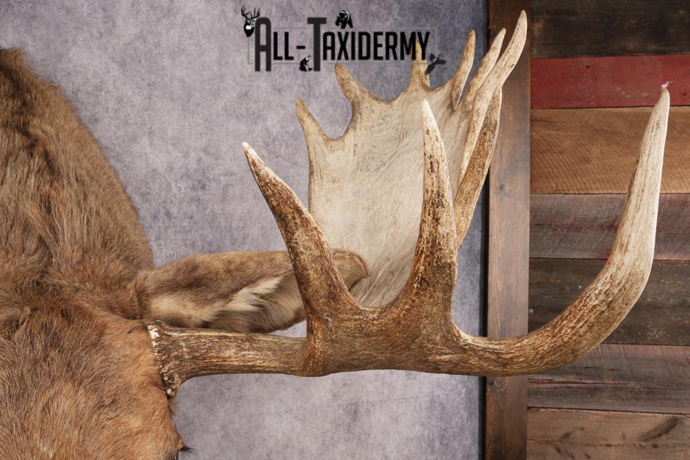 Alaskan Moose SKU 3000 - Image 8