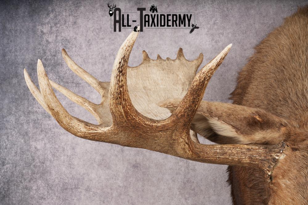 Alaskan Moose SKU 3000 - Image 7