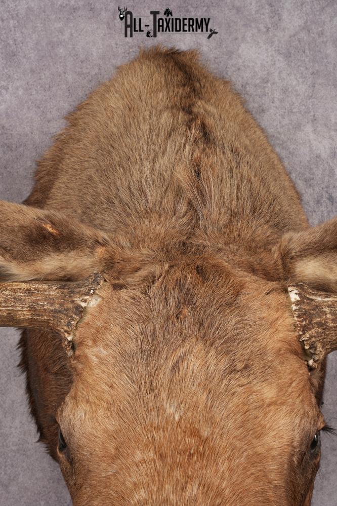 Alaskan Moose SKU 3000 - Image 6