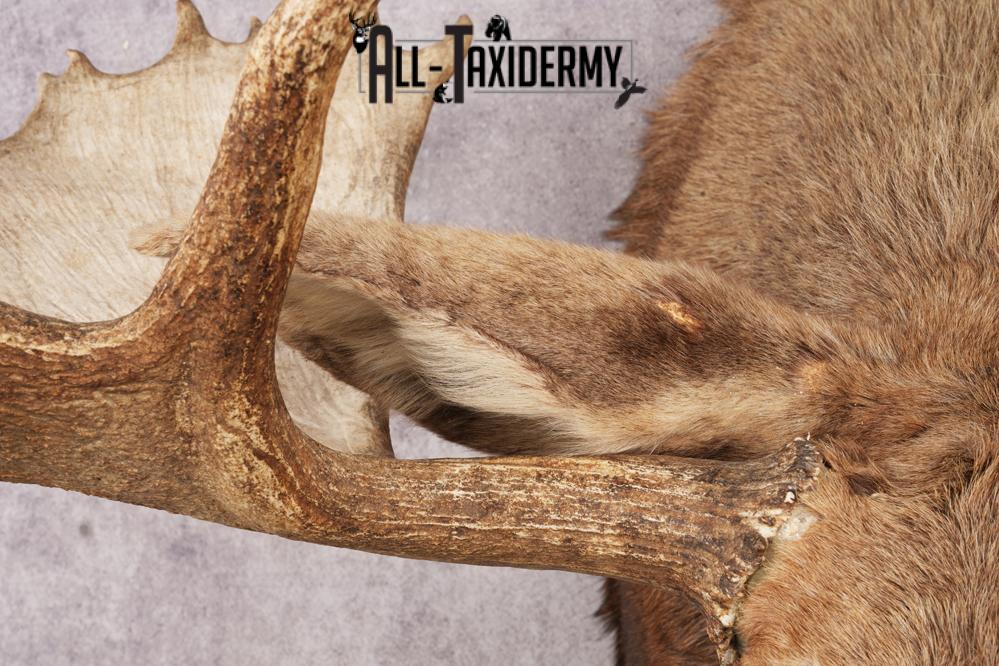 Alaskan Moose SKU 3000 - Image 5