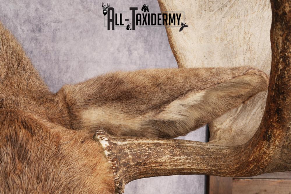 Alaskan Moose SKU 3000 - Image 4