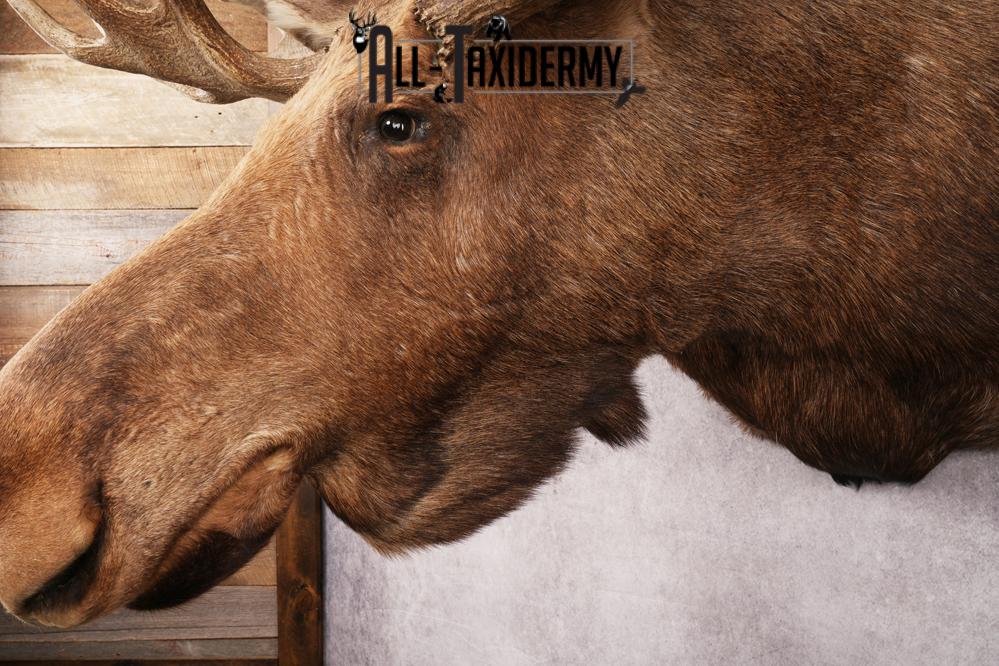 Alaskan Moose SKU 3000 - Image 3