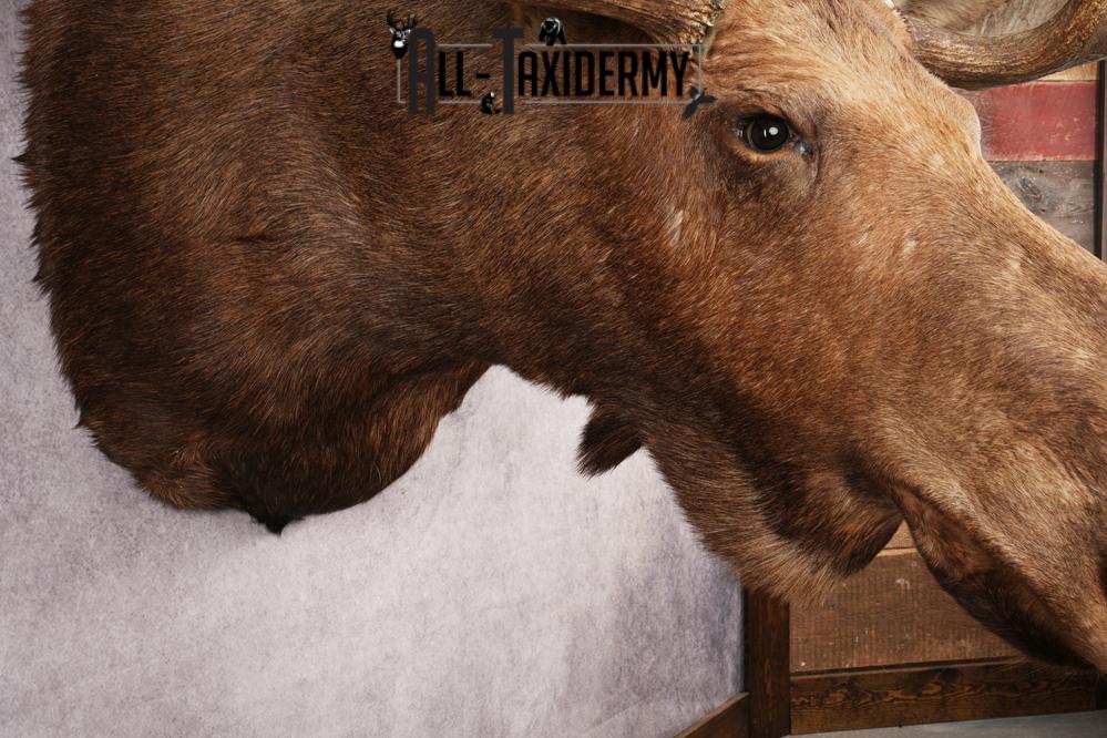 Alaskan Moose SKU 3000 - Image 2