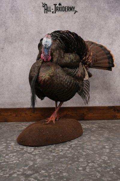 Eastern Turkey SKU 2998