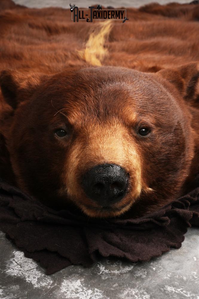 Cinnamon Black Bear Rug SKU 3161 - Image 6