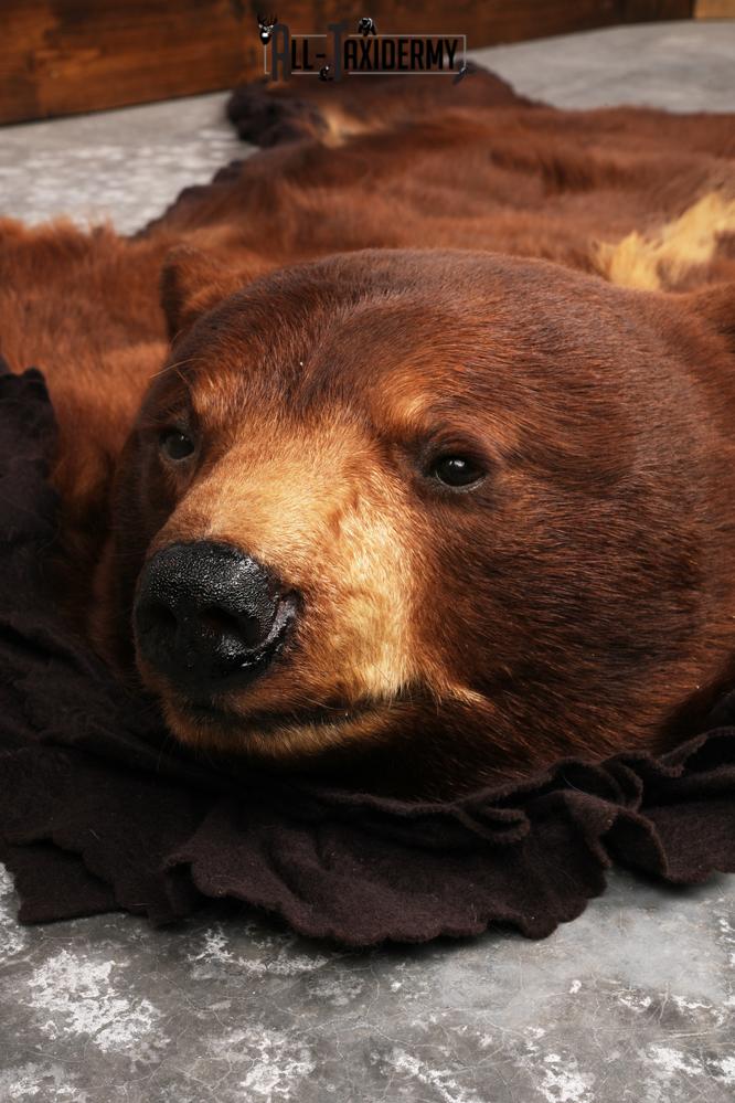 Cinnamon Black Bear Rug SKU 3161 - Image 5
