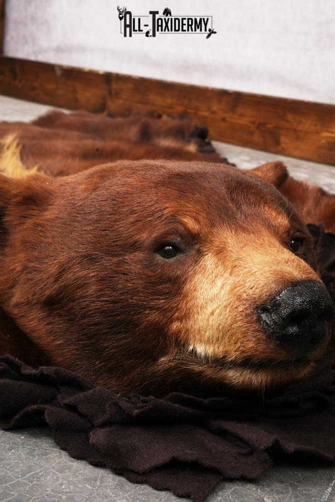 Cinnamon Black Bear Rug SKU 3161 - Image 4