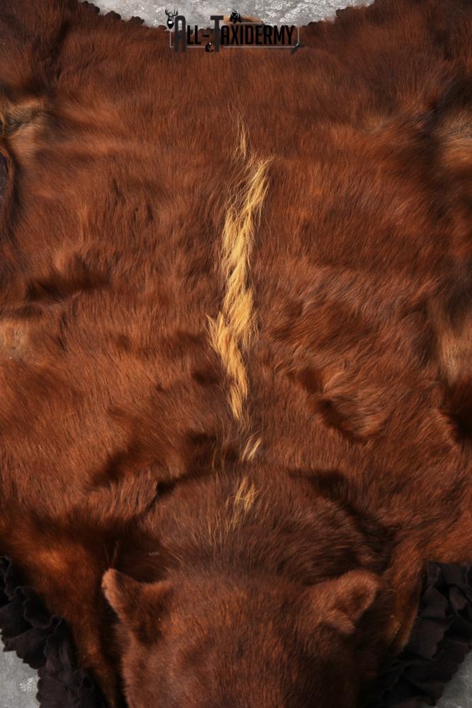 Cinnamon Black Bear Rug SKU 3161 - Image 3