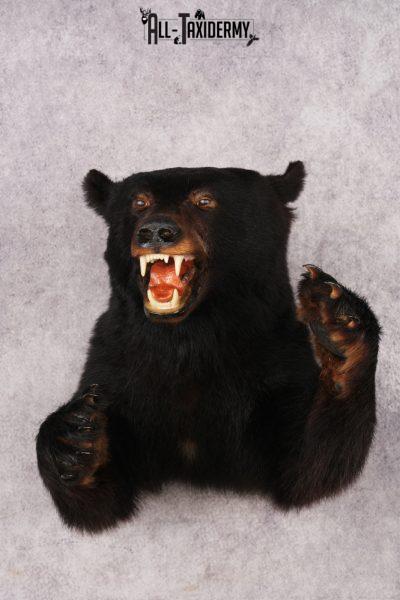 Black Bear Half Body Mount SKU 3146