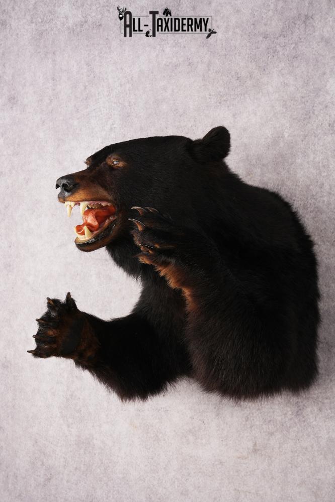 Black Bear Half Body Mount SKU 3146 - Image 10