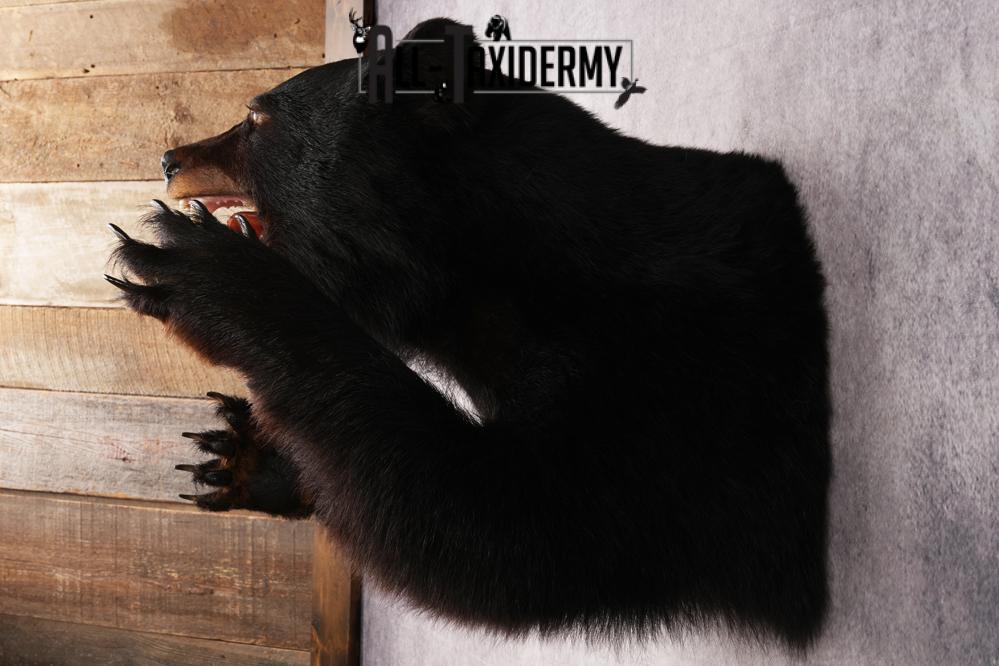 Black Bear Half Body Mount SKU 3146 - Image 9