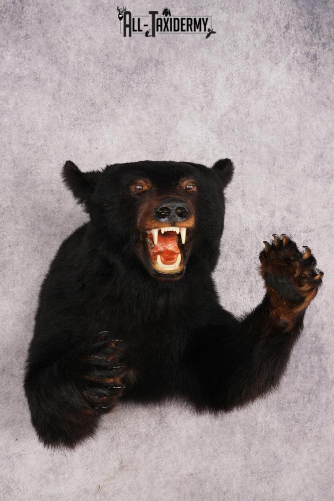 Black Bear Half Body Mount SKU 3146 - Image 8