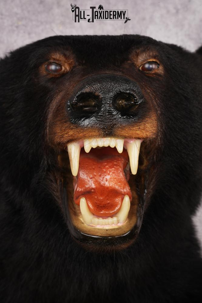 Black Bear Half Body Mount SKU 3146 - Image 6