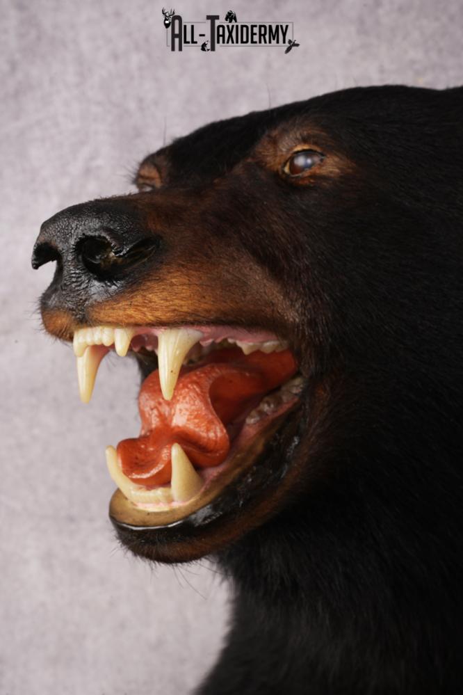 Black Bear Half Body Mount SKU 3146 - Image 5