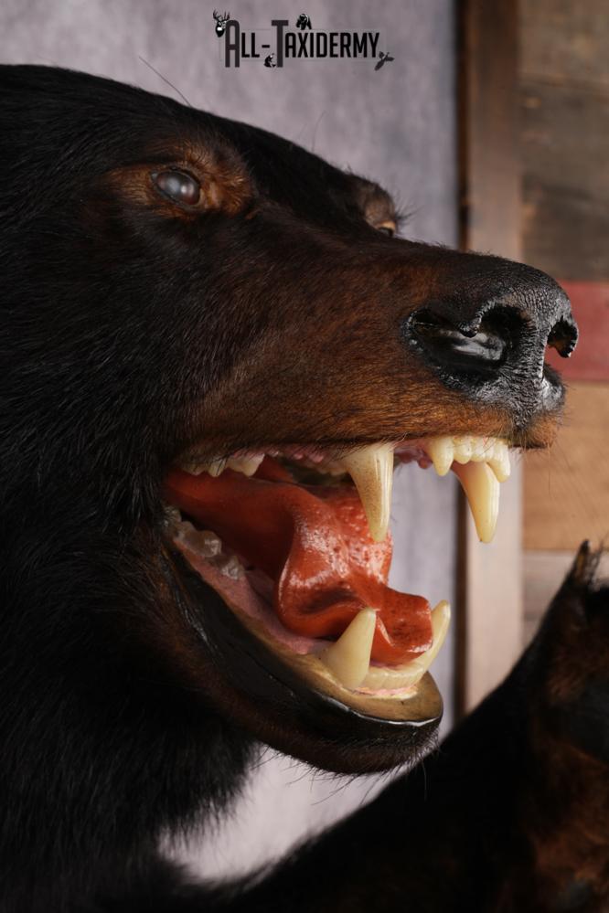 Black Bear Half Body Mount SKU 3146 - Image 4