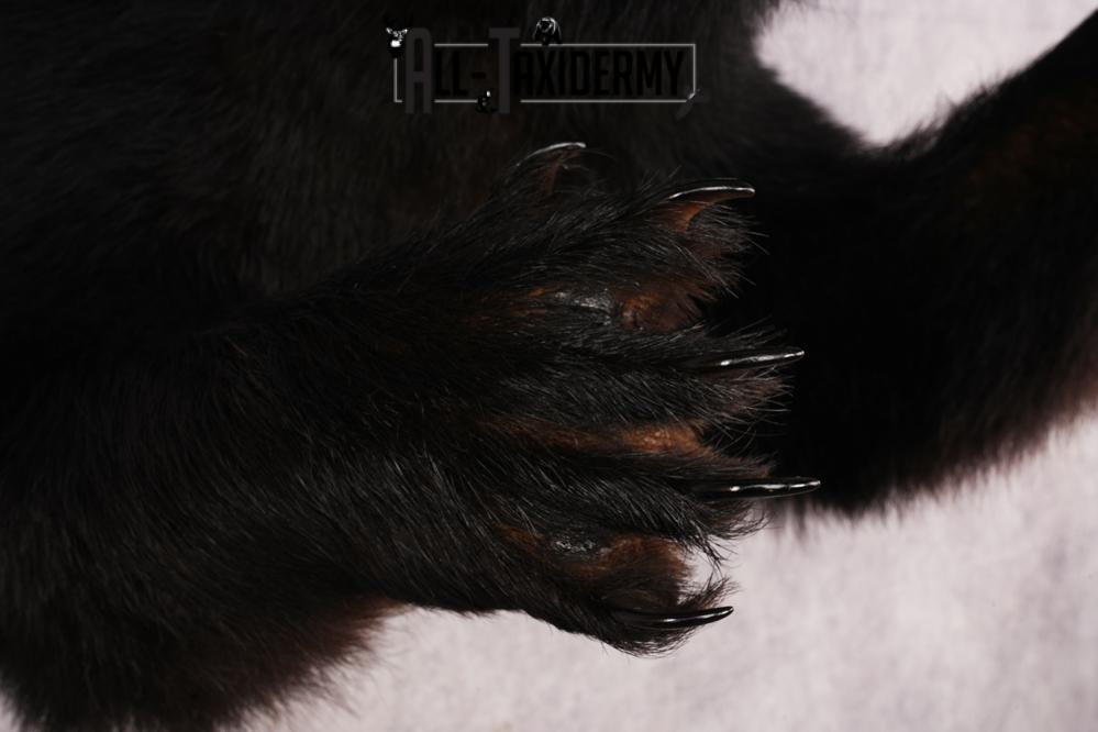 Black Bear Half Body Mount SKU 3146 - Image 3