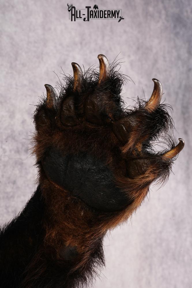 Black Bear Half Body Mount SKU 3146 - Image 2