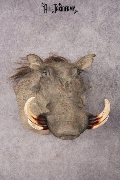 African Warthog Shoulder Mount SKU 3144