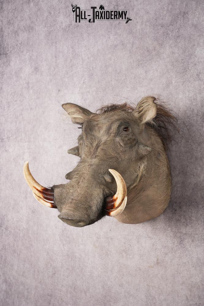 African Warthog Shoulder Mount SKU 3144 - Image 9