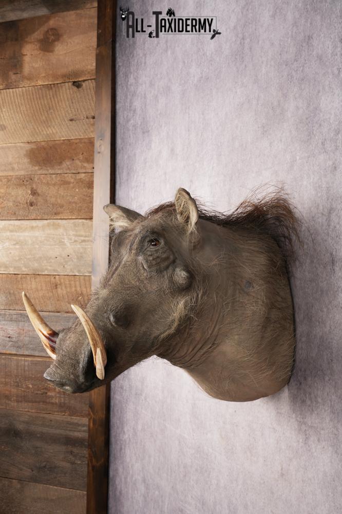 African Warthog Shoulder Mount SKU 3144 - Image 8