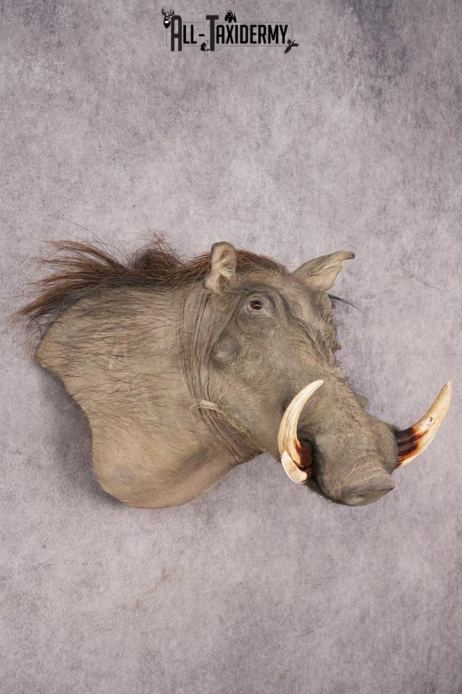 African Warthog Shoulder Mount SKU 3144 - Image 7