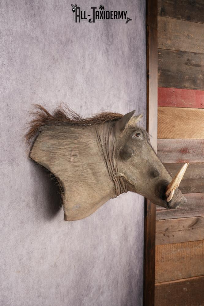 African Warthog Shoulder Mount SKU 3144 - Image 6