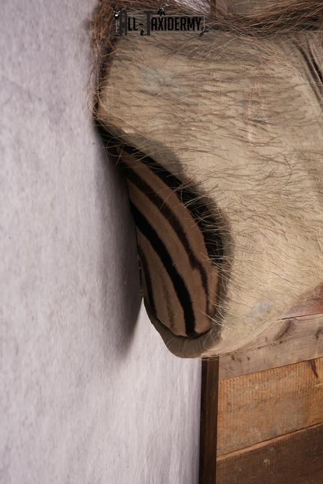 African Warthog Shoulder Mount SKU 3144 - Image 5