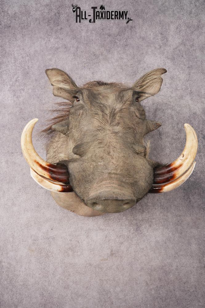African Warthog Shoulder Mount SKU 3144 - Image 4