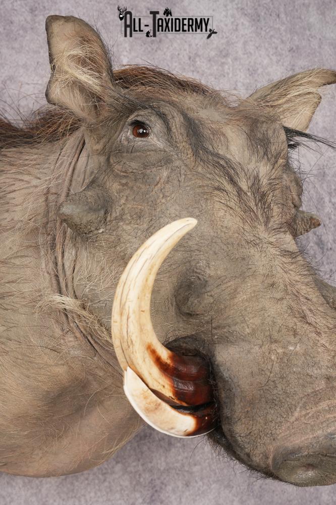 African Warthog Shoulder Mount SKU 3144 - Image 3