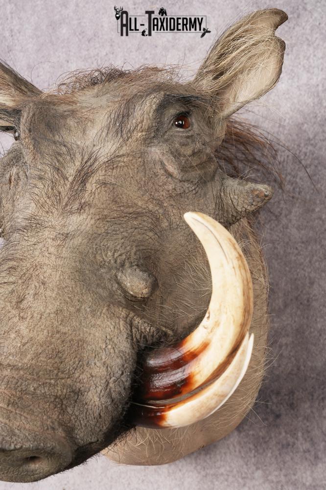 African Warthog Shoulder Mount SKU 3144 - Image 2