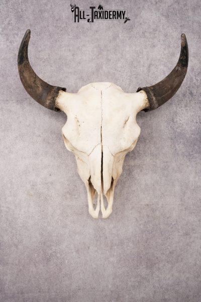 Bisson Skull SKU 3147