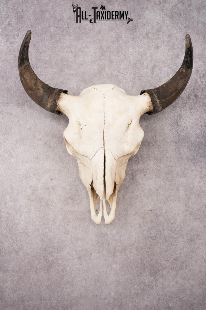 Bisson Skull SKU 3147