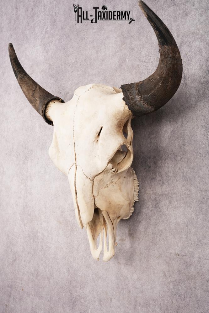 Bisson Skull SKU 3147 - Image 8