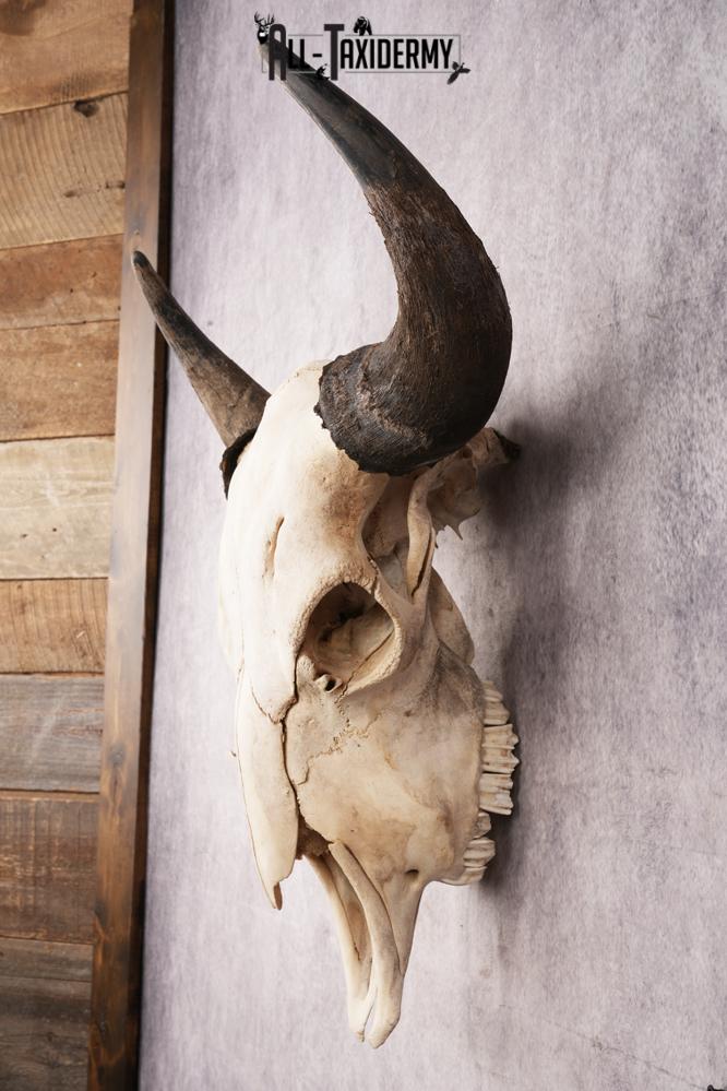 Bisson Skull SKU 3147 - Image 7