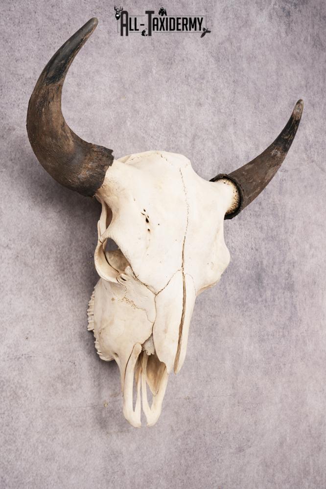 Bisson Skull SKU 3147 - Image 6