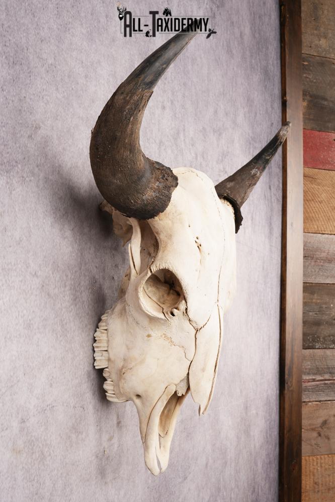 Bisson Skull SKU 3147 - Image 5