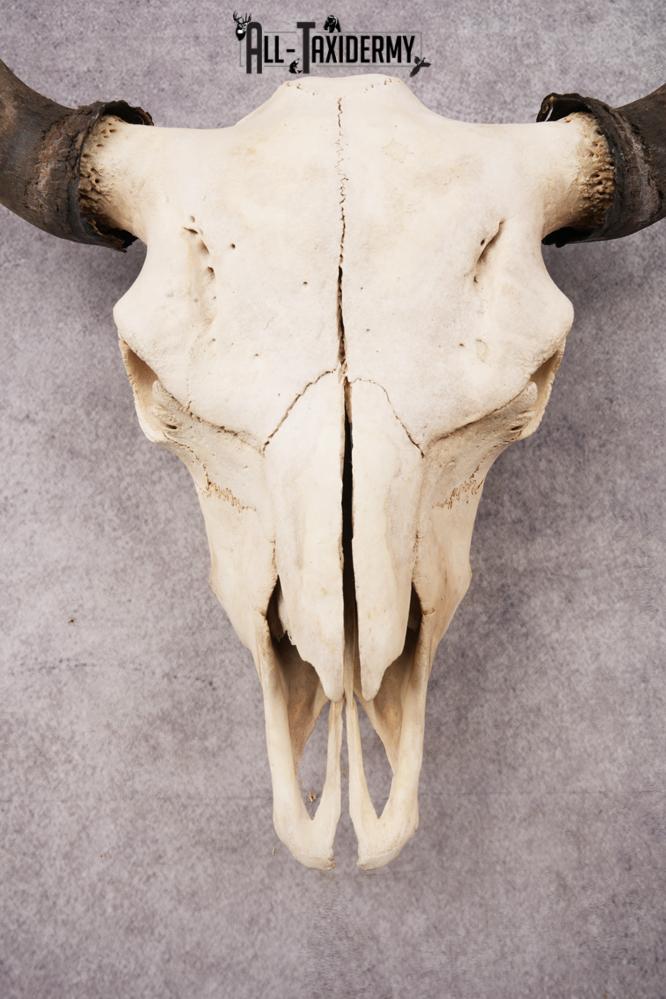 Bisson Skull SKU 3147 - Image 4