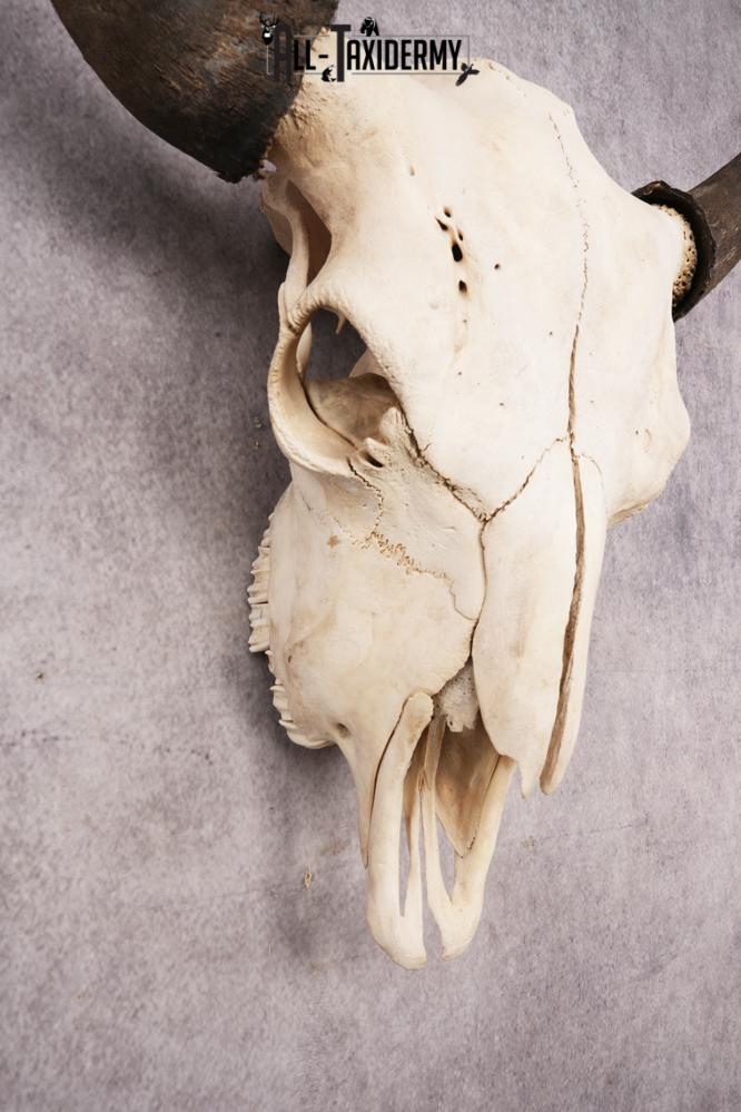 Bisson Skull SKU 3147 - Image 3