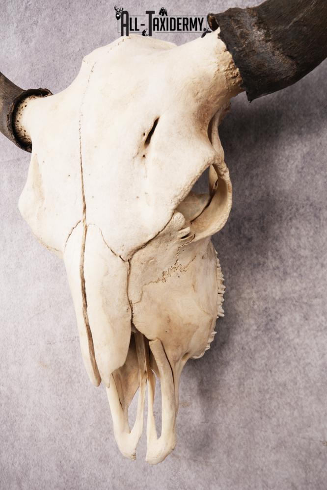 Bisson Skull SKU 3147 - Image 2