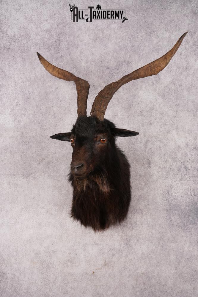 Black Goat Shoulder Mount SKU 3149