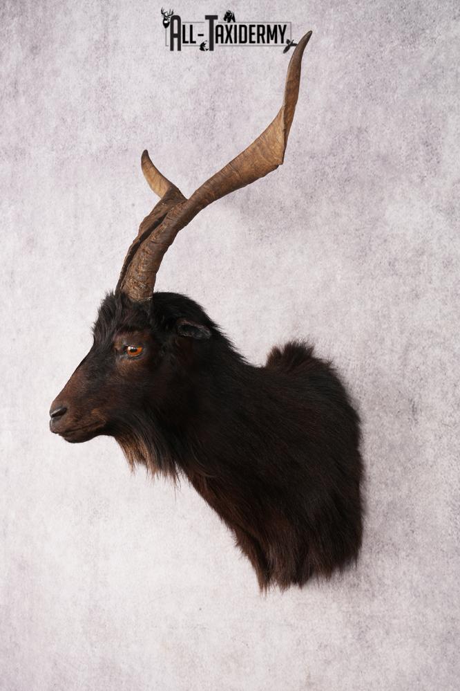 Black Goat Shoulder Mount SKU 3149 - Image 8