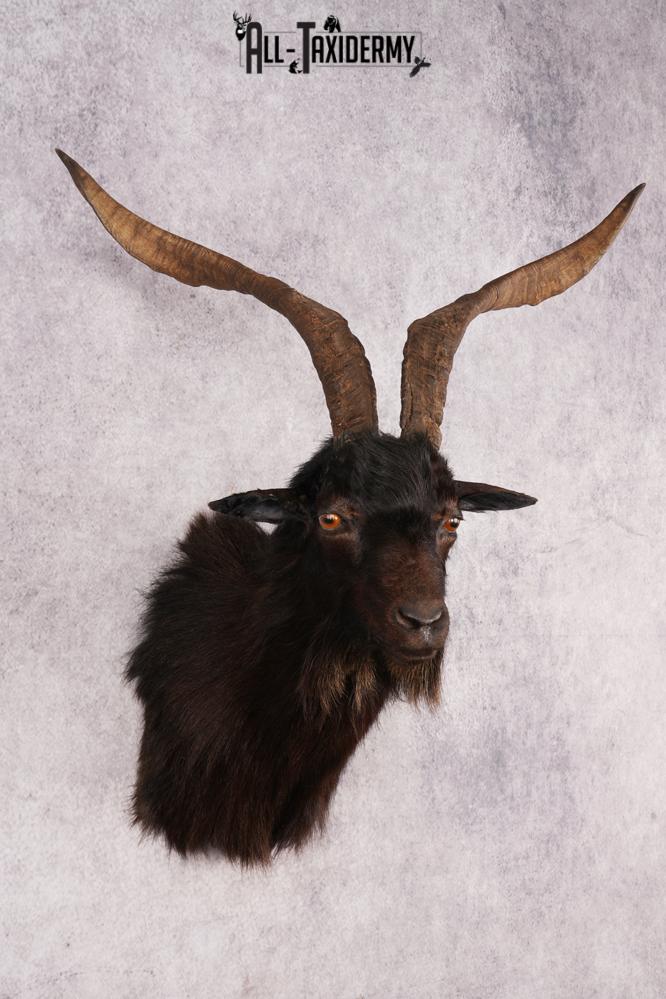 Black Goat Shoulder Mount SKU 3149 - Image 6