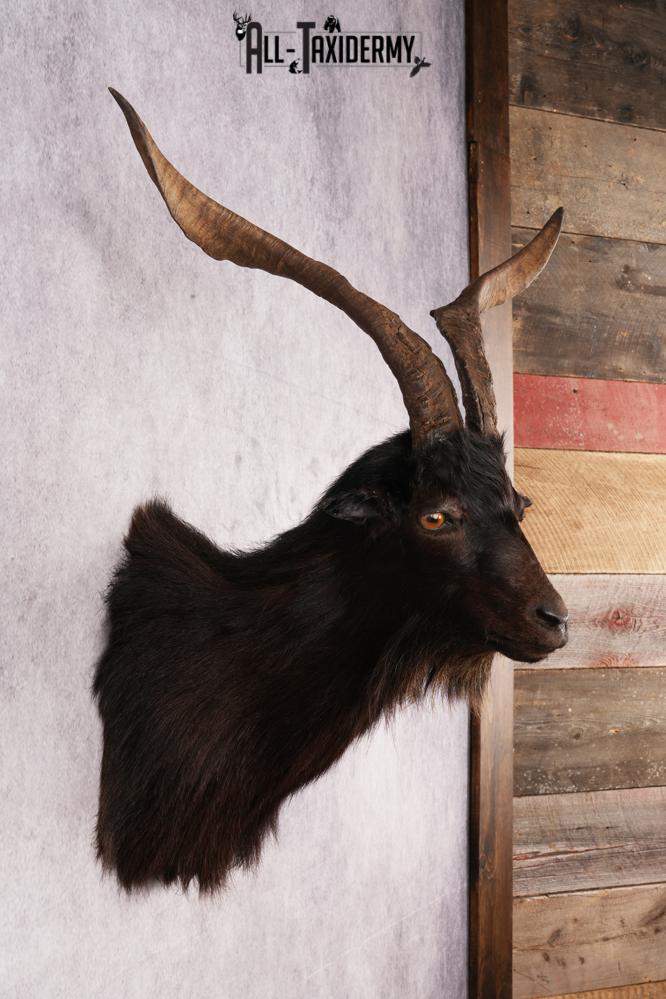 Black Goat Shoulder Mount SKU 3149 - Image 5